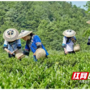 凤凰：大力推动茶农技能培训 助力乡村振兴战略