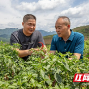 组图丨泸溪县农技专家情系椒农 服务到地头