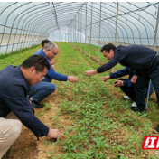 蔬菜体系专家在湘西州开展科技服务 助力乡村振兴