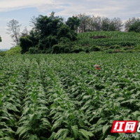 湘西烟草：推行“三全三化”服务助推烟叶高质量发展