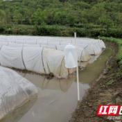 花垣：全力推进绿色防控 践行农药减量增效