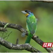 小溪自然保护区发现湘西鸟类新纪录——黑眉拟啄木鸟