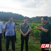 刘冬生到凤凰县调研油茶产业建设和森林防火工作