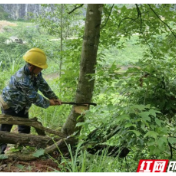 国网泸溪县供电公司：砍青扫障除隐患 迎峰度夏保供电