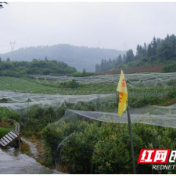 乡村振兴丨花垣县谷坡村：产业兴旺 百姓长乐