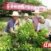 保靖：梯次建设“金字塔”型人才队伍赋能乡村振兴 