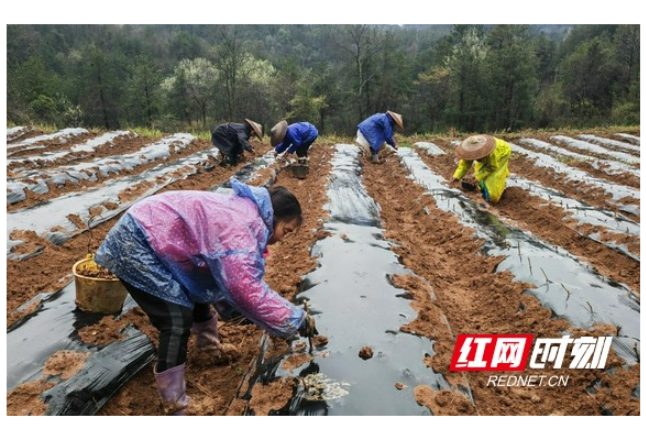 永顺县高坪乡：莓茶基地种植忙 不误农时不负春