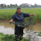 常德西湖：螺、虾、蟹、稻立体种养促增收