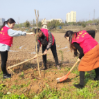 新时代文明耀武陵|龙港巷社区：相约春天 共植绿色