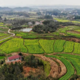 桃源漆河：抓牢基层组织建设 助力乡村产业振兴