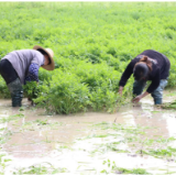 常德芦荻山乡种植大户彭军：绿色托起创富梦