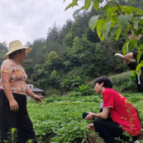 湖南文理学院：深入乡村防控病虫害，“虫洞”志愿者们在行动