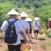 北京交通大学实践团探访蔡家岗五里溪黄桃基地，感受生态之美