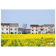 沅水缀金，花满塘垸——桃源县木塘垸3万亩油菜花绘就春日盛景