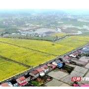 春入沃野——常德港中坪村奏响奋进之歌