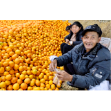 橙子熟咯！临澧首届脐橙文化节开幕