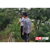 鼎城区镇德桥：齐心协力防大汛  守牢防汛安全