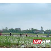 常德鼎城镇德桥：谷雨时节忙春耕 种粮大户信心足