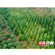 湖南澧县：十年履职监督 煤矿渣山变青山