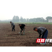 安乡大鲸港镇：乡贤返乡建大棚  粮食生产有保障