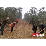 石门县二都街道南峰社区：共建党员先锋林 植树添绿播种新希望