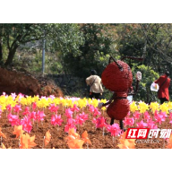 常德柳叶湖首届百变稻草艺术节暨萌宠田园欢乐季开幕