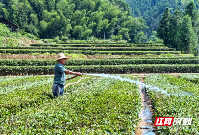 山洪过后，全力以“复” 桃源县茶庵铺镇灾后重建见闻