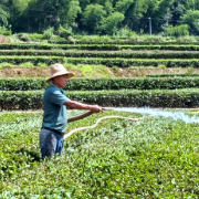 山洪过后，全力以“复” 桃源县茶庵铺镇灾后重建见闻