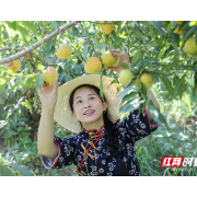 黄桃熟咯，走，到鼎城区五里溪村摘桃子去！