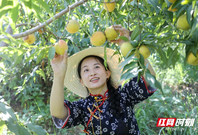 黄桃熟咯，走，到鼎城区五里溪村摘桃子去！