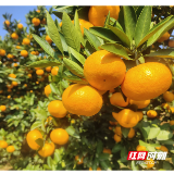“慢”下来的石门柑橘：一颗果子里的自然坚守与绿色誓言