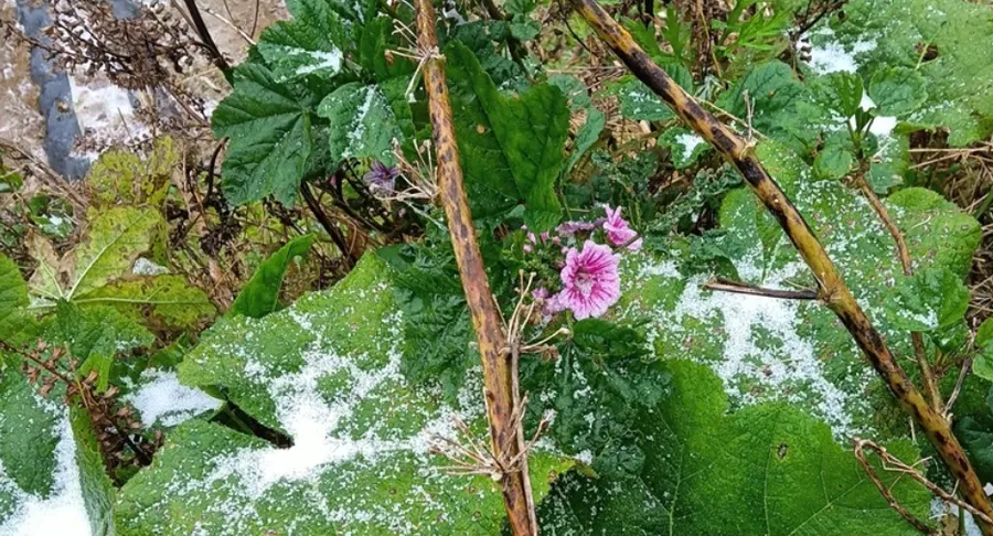 常德市石门县壶瓶山镇降下湖南省2025年下半年首场雪