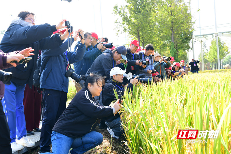 《金秋时节摄影忙》摄影 黄承恩13973661008_副本.jpg 《金秋时节摄影忙》摄影 黄承恩13973661008_副本.jpg