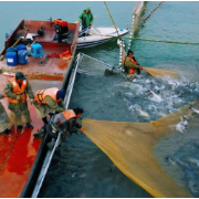 柳叶湖冬捕活动火热进行中:一湖碧水万尾银 千年渔火照丰年