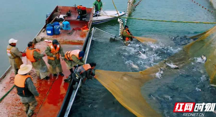 柳叶湖冬捕活动火热进行中：一湖碧水万尾银 千年渔火照丰年