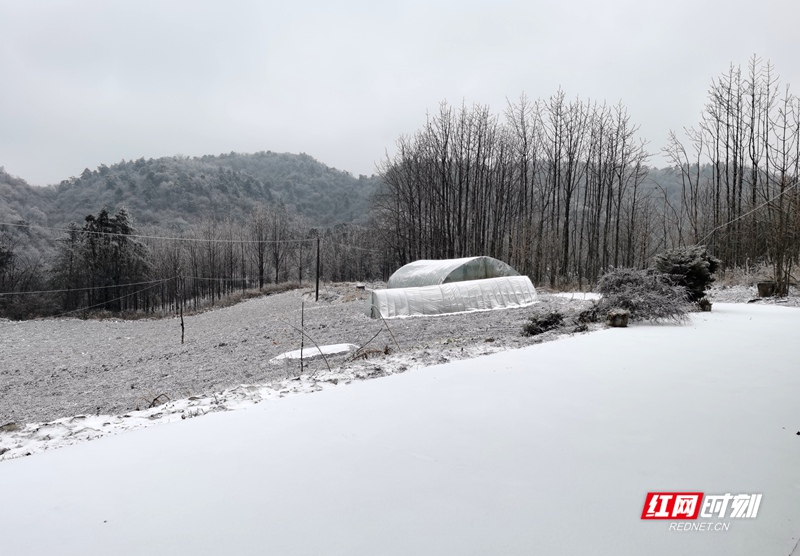 1月20日，石门县迎来降雪，东山峰、壶瓶山等地银装素裹，宛如童话世界。树枝挂满晶莹的冰晶，房屋、农田、大棚披上厚厚的“白棉被”，山野间雾气缭绕，能见度较低。目前降雪仍在持续，提醒大家注意防寒保暖和出行安全，山区道路需谨慎驾驶。
