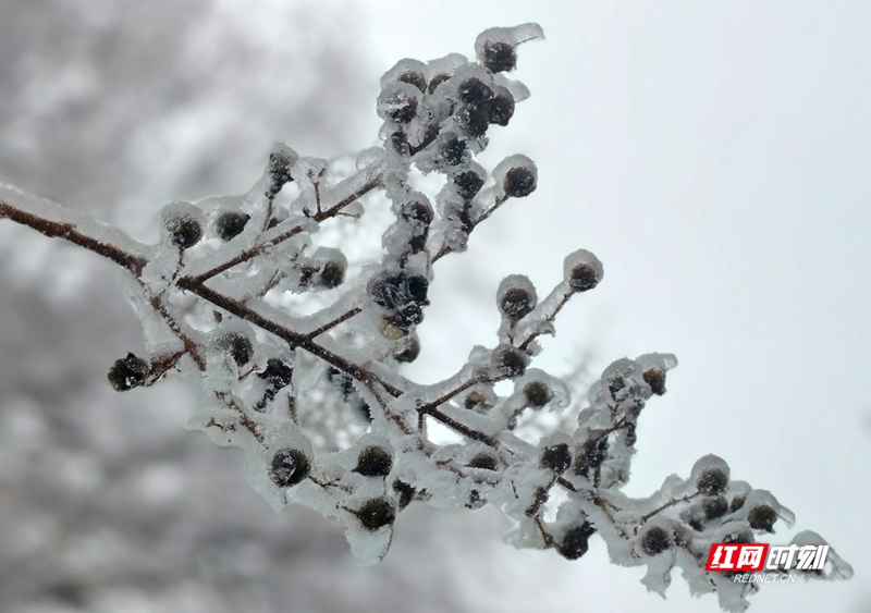 1月20日，石门县迎来降雪，东山峰、壶瓶山等地银装素裹，宛如童话世界。树枝挂满晶莹的冰晶，房屋、农田、大棚披上厚厚的“白棉被”，山野间雾气缭绕，能见度较低。目前降雪仍在持续，提醒大家注意防寒保暖和出行安全，山区道路需谨慎驾驶。