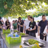 澧县第二十一届葡萄节 | 湘疆自媒体达人采风 共赴“甜蜜之约”