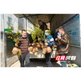 湖南澧县：为贫困户发放“致富树”