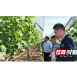 澧县：摸索产业发展新模式 增收稳定促脱贫