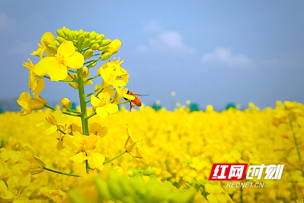 阳春三月，田野上微风荡漾，花黄味香。3月16日，2021湖南油菜花节分会场之鼎城区第七届油菜花节在十美堂镇启幕，6万亩油菜花竞相开放，一片金黄在田野中翻涌起伏，美丽乡村生机勃勃，一幅“金色画卷”。