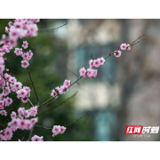 组图丨镜头下的春天！常德市民花式晒桃花，穿紫河成最火春日剧场