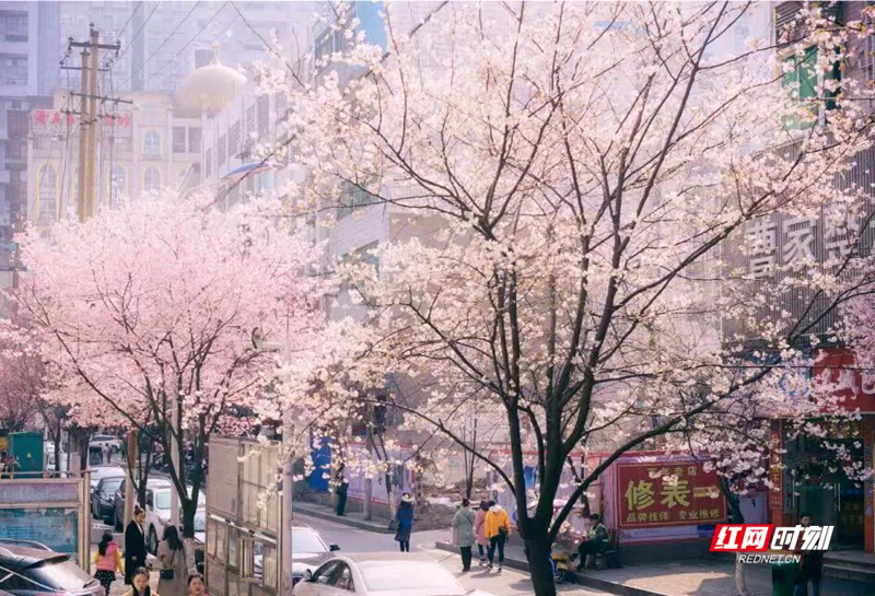 樱花满街!春日浪漫即将上线
