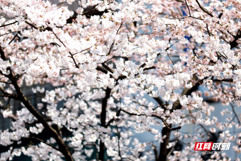 微信图片_2026-03-10_112405_503.jpg 微信图片_2026-03-10_112405_503.jpg