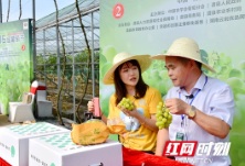 视频丨澧县葡萄“云”上突围 百名主播直播带货开拓助农新模式 