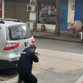 视频丨惊险！出逃疯牛街头逃窜撞人，常德临澧警方连开5枪击毙