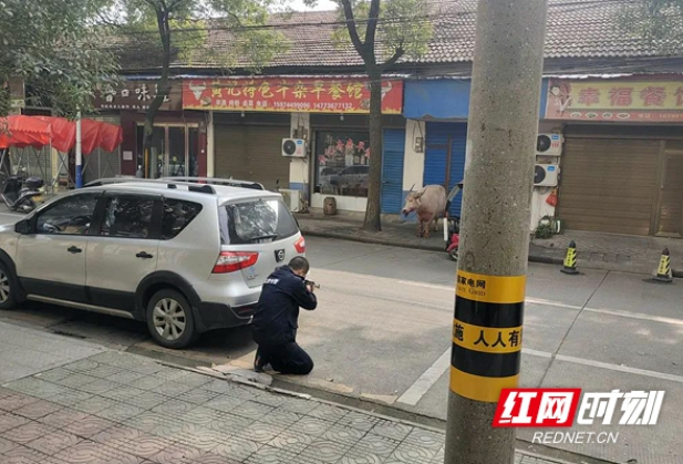 视频丨惊险！出逃疯牛街头逃窜撞人，常德临澧警方连开5枪击毙