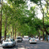 14棵行道树未经审批被挖 常德城管部门责令施工方补种
