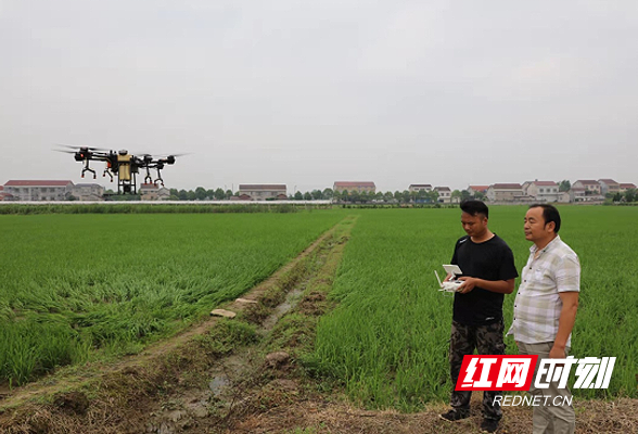 石门种粮大户董明新：农民变身农场主 乡村振兴中显身手立新功