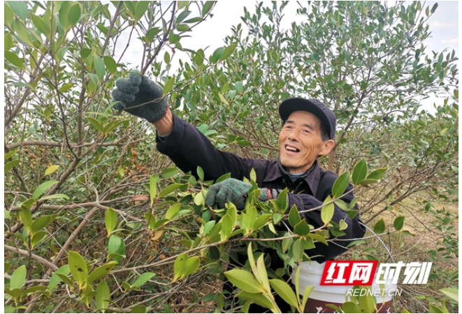 小乡镇大产业丨临澧四新岗镇：小小油茶果 为振兴加“油”